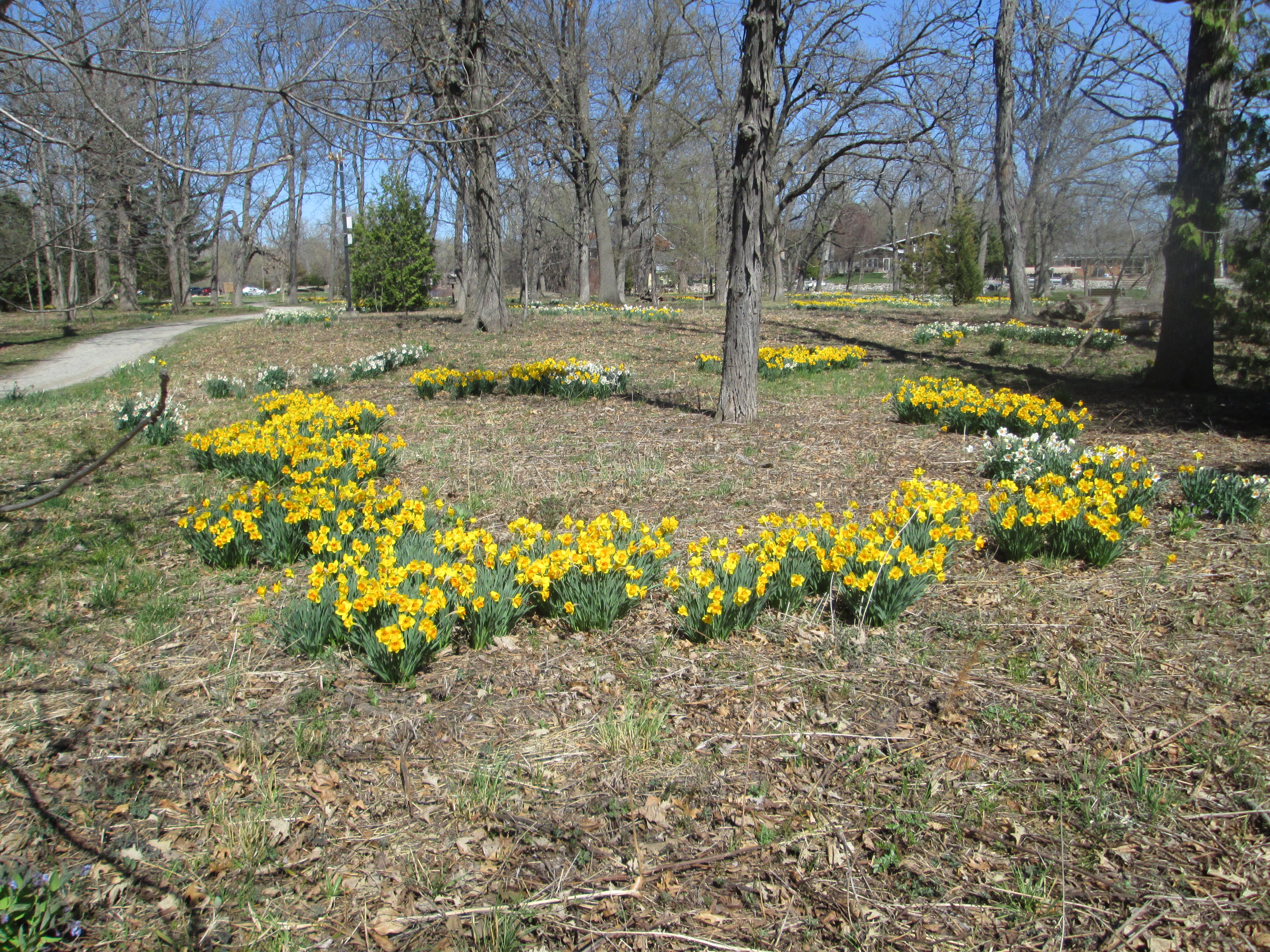 Wide view of Daffodils in the Oak Savannah