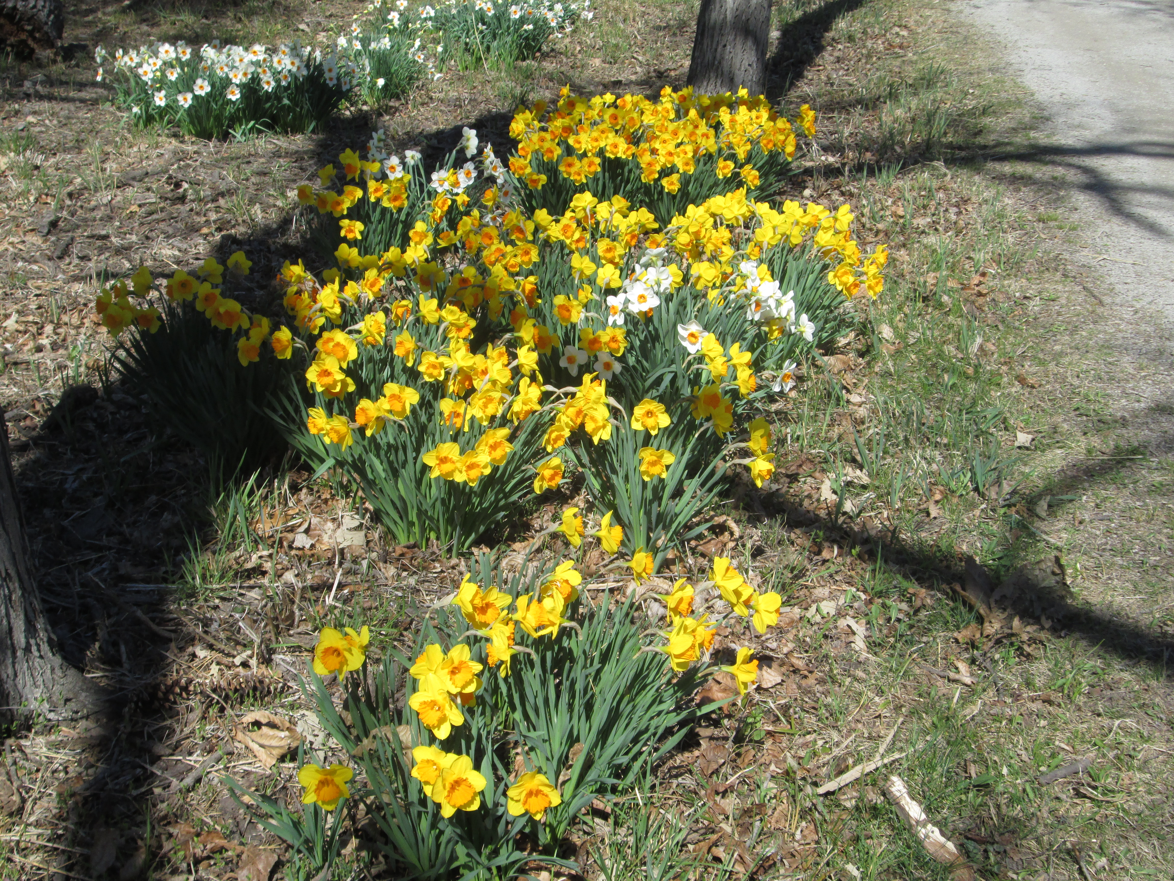 Daffodils along the path