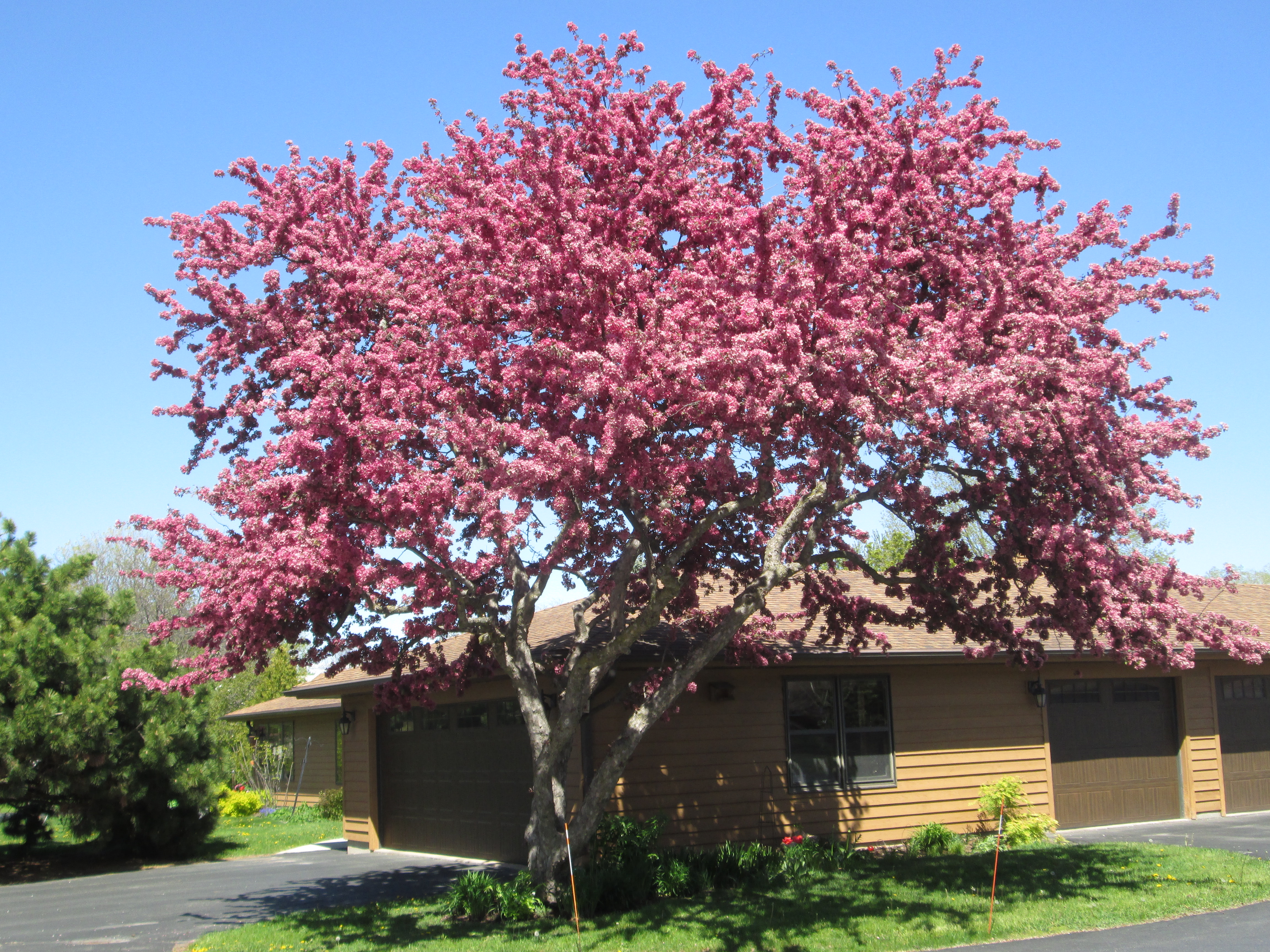 Crab Apple Tree by our garage