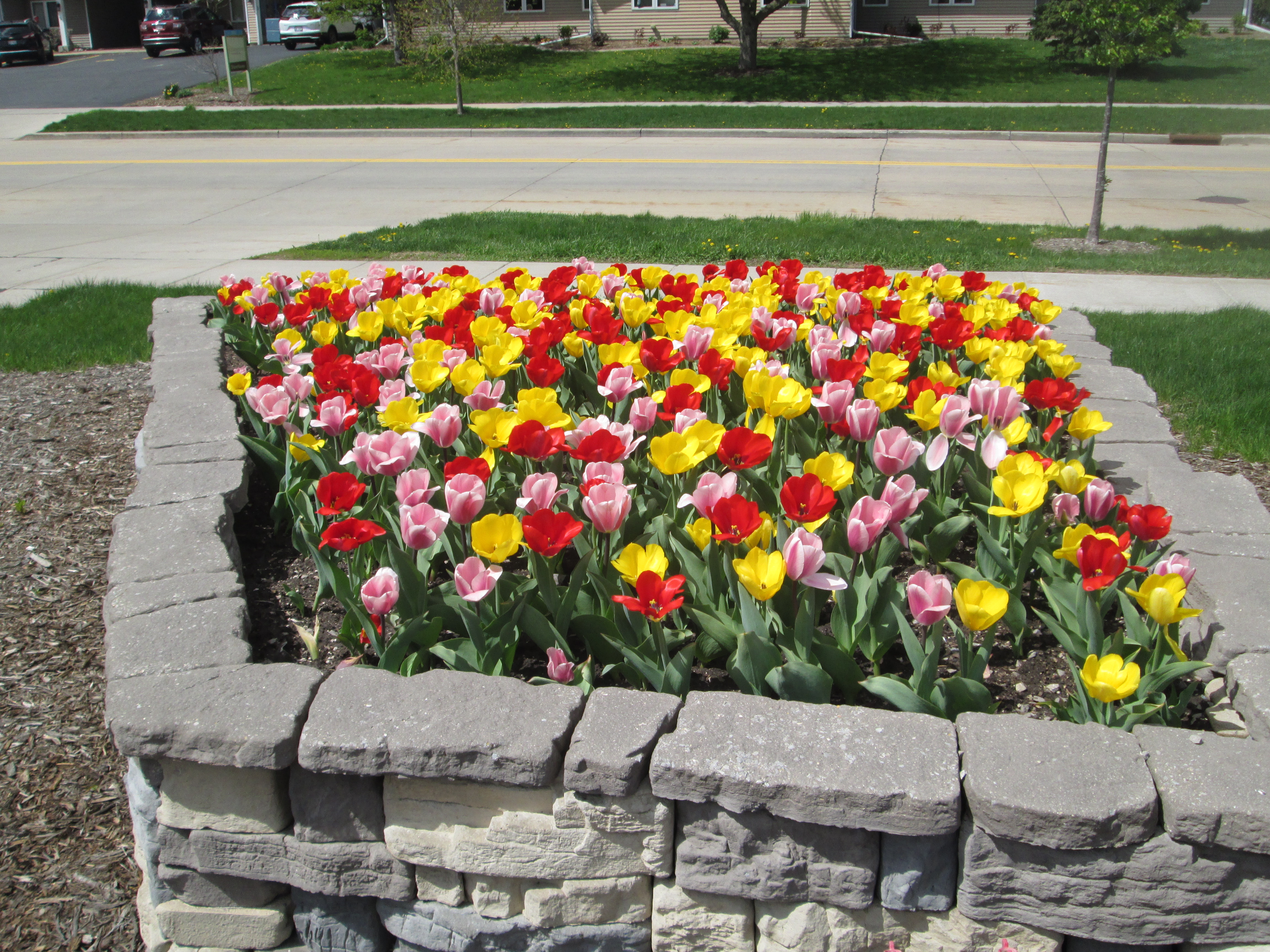 Tulip planting at main entrance drive