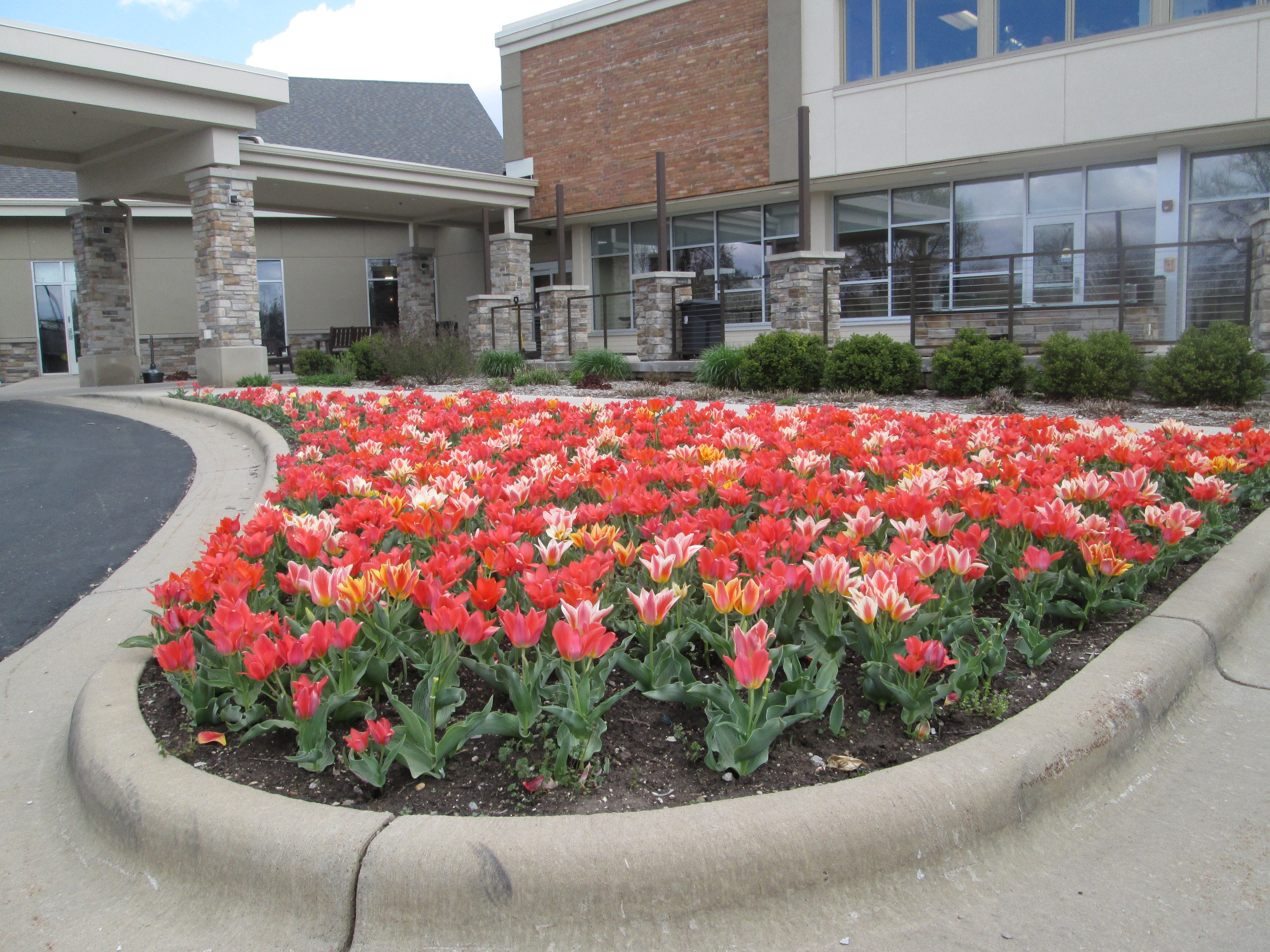 Tulip planting at main entrance