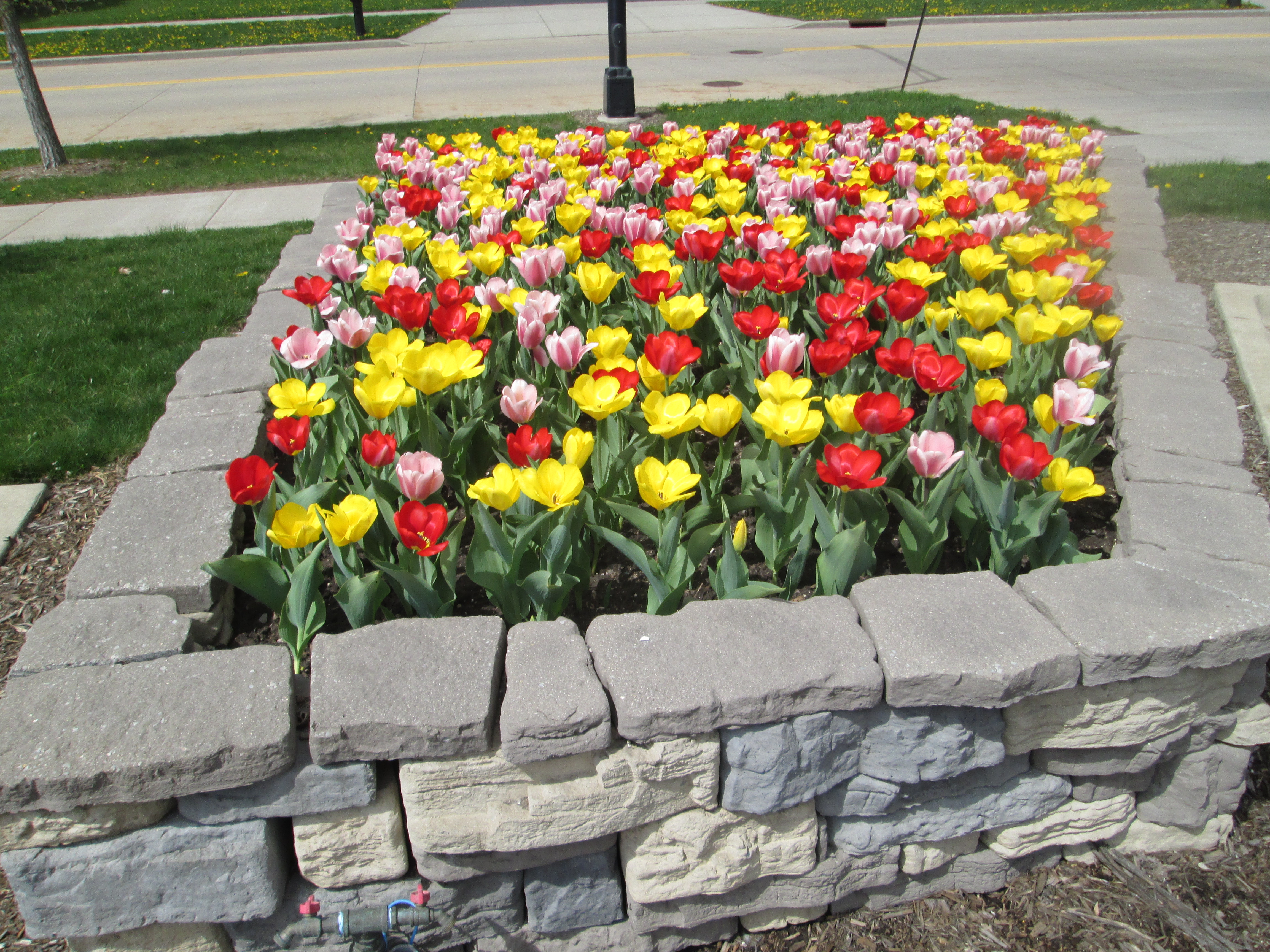 Tulip planating at exit drive