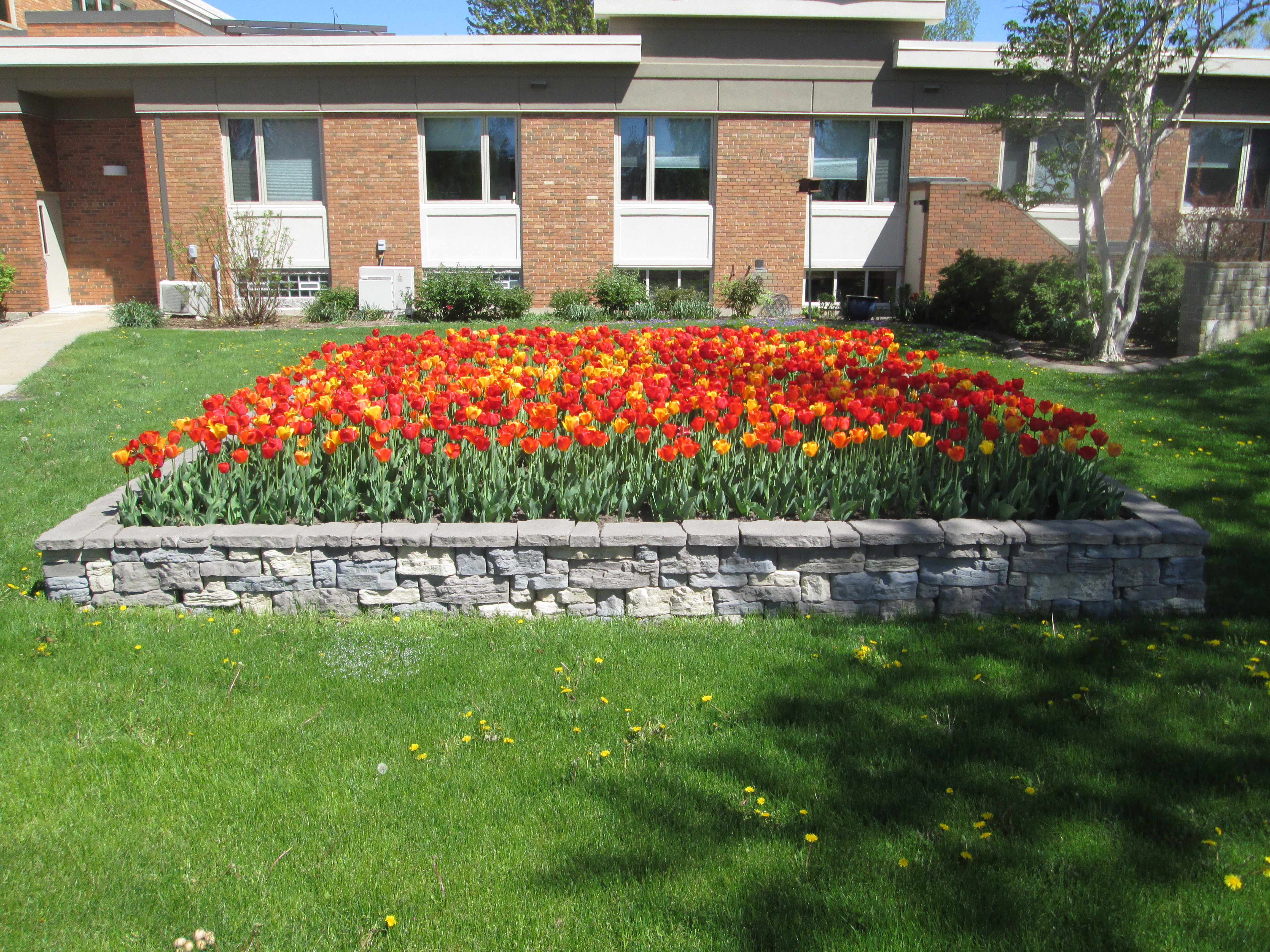 Tulip planting at main parking area