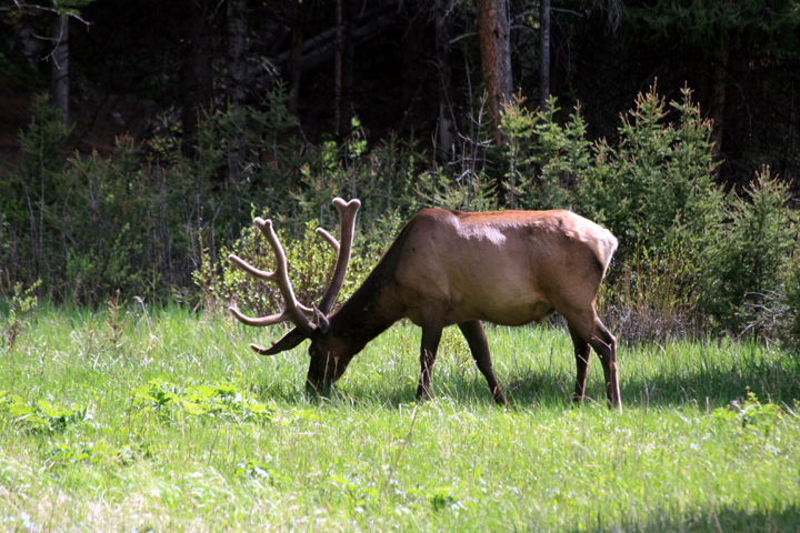 Bull Elk