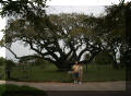 Goose Island Tree - oldest tree in Texas