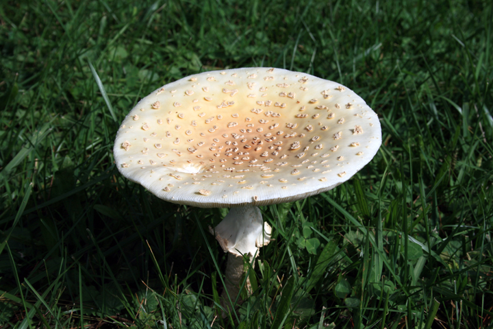 A pan shaped toad stool